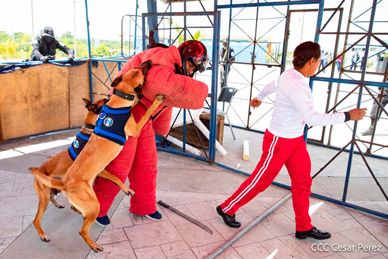 doep-tecnica-canina-curso